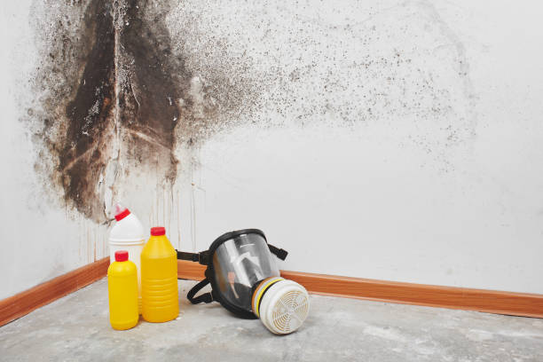 Reliable Angola, NY Mold Remediation Solutions