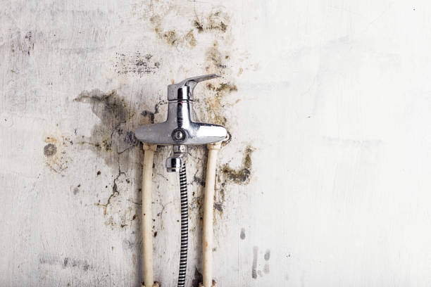 Best Mold Testing and Inspection Services in Angola, NY