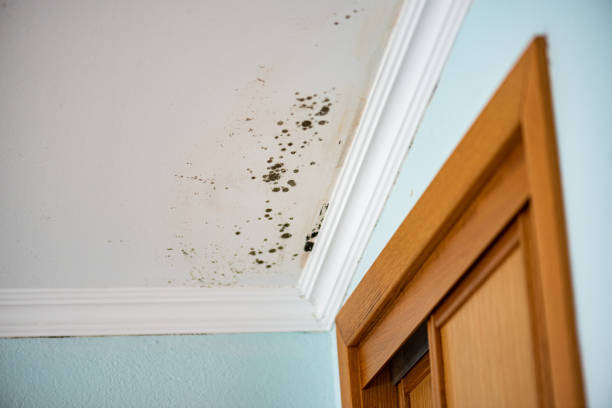 Best Black Mold Remediation in Angola, NY