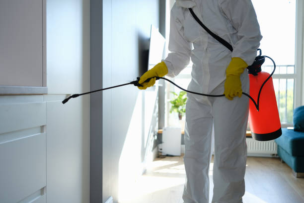Best Basement Mold Remediation in Angola, NY