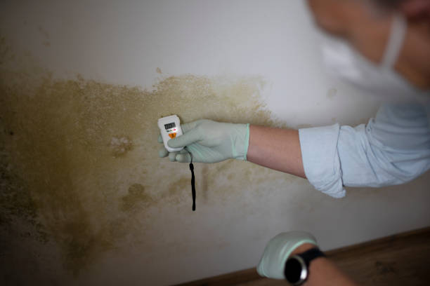 Professional Mold Remediation in Angola, NY