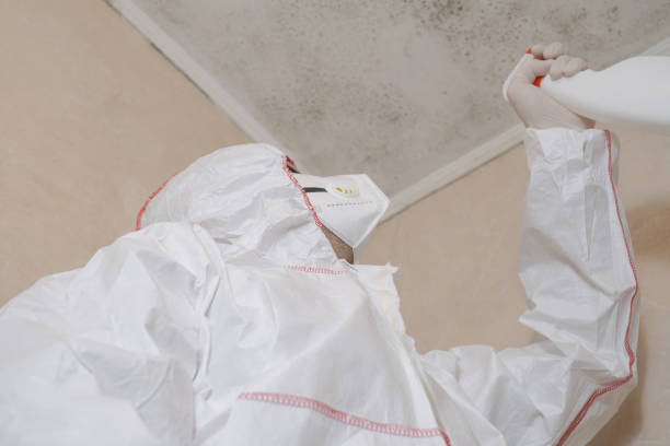 Best Post-Flood Mold Remediation in Angola, NY