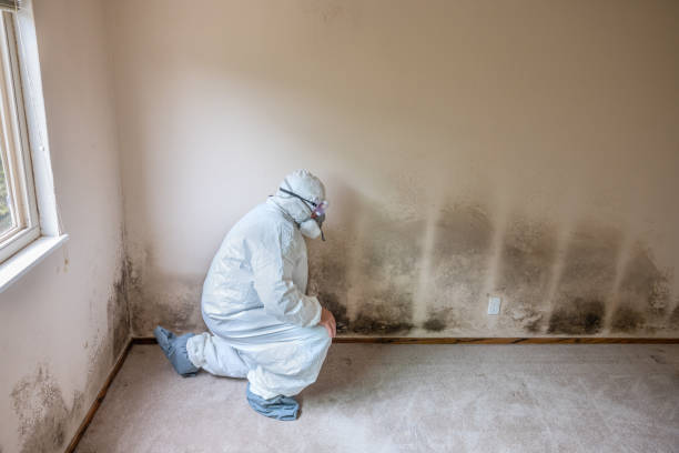 Best Basement Mold Remediation in Angola, NY