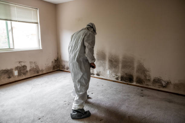 Best Residential Mold Remediation in Angola, NY